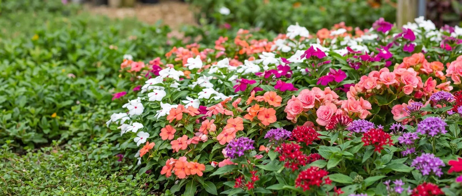 A dense bed of tropical bedding flowers in bloom — vincas, sun impatiens, begonias and pentas