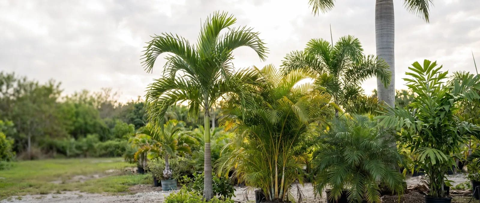 Tropical palms grouped at a South Florida nursery