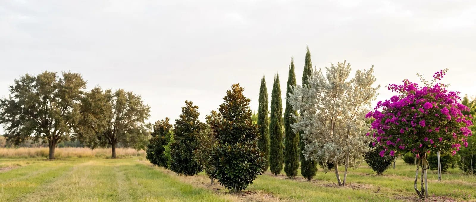 A row of landscape trees in a growing field — live oak, magnolia, Italian cypress, silver buttonwood and a flowering bougainvillea