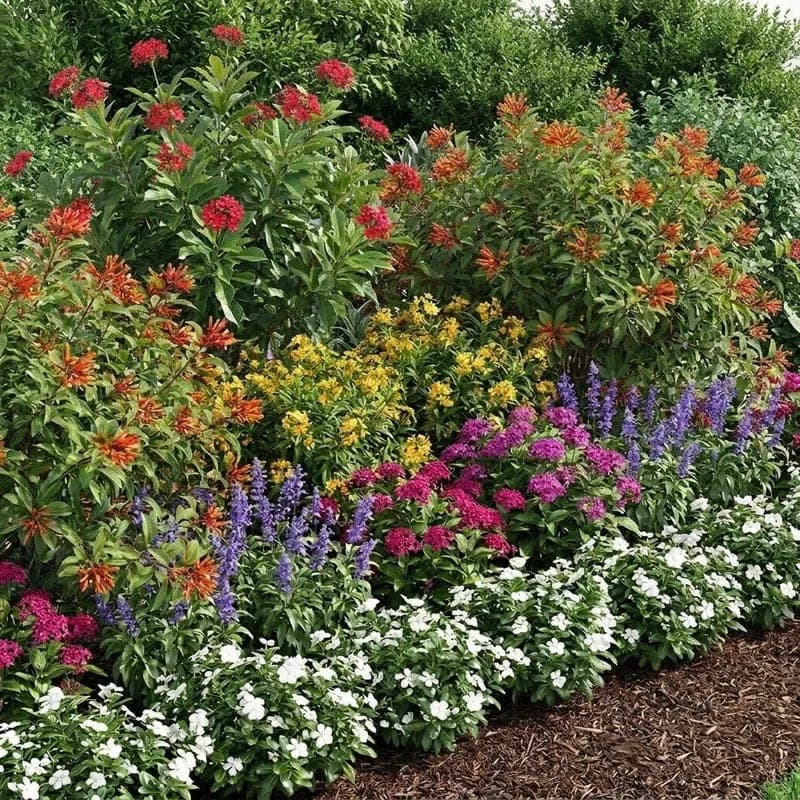 A layered border of pentas, salvia and vinca in full flower