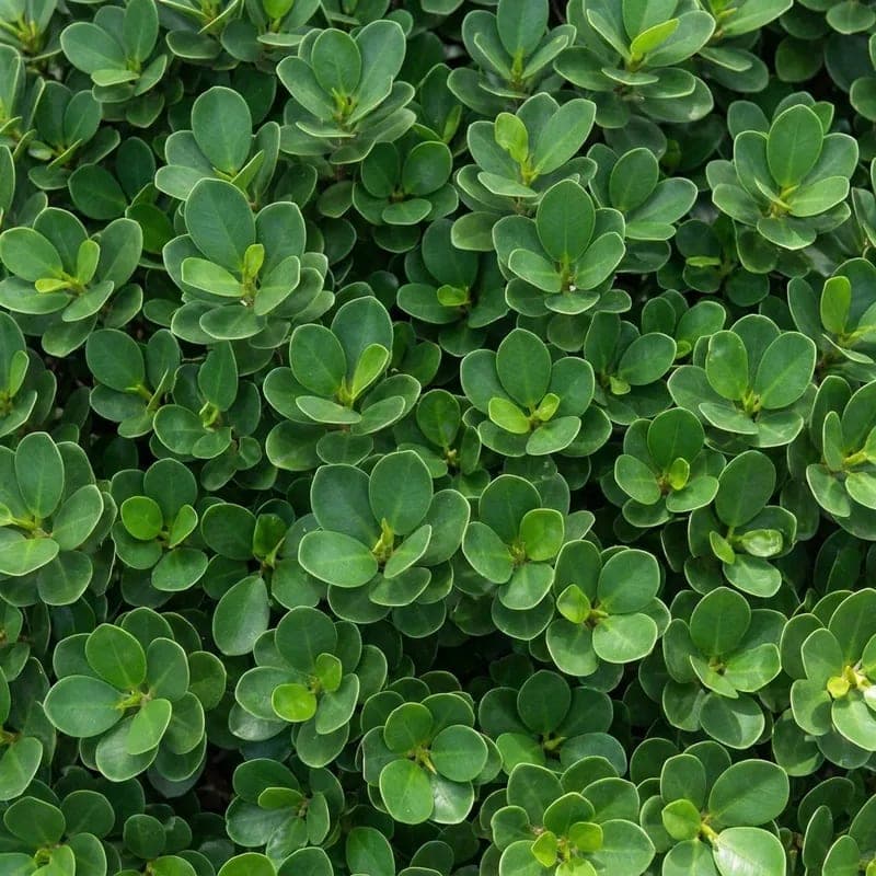 Low green island ficus spreading as a groundcover