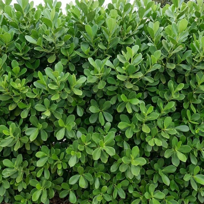 A dense clusia hedge grown as a solid green privacy screen
