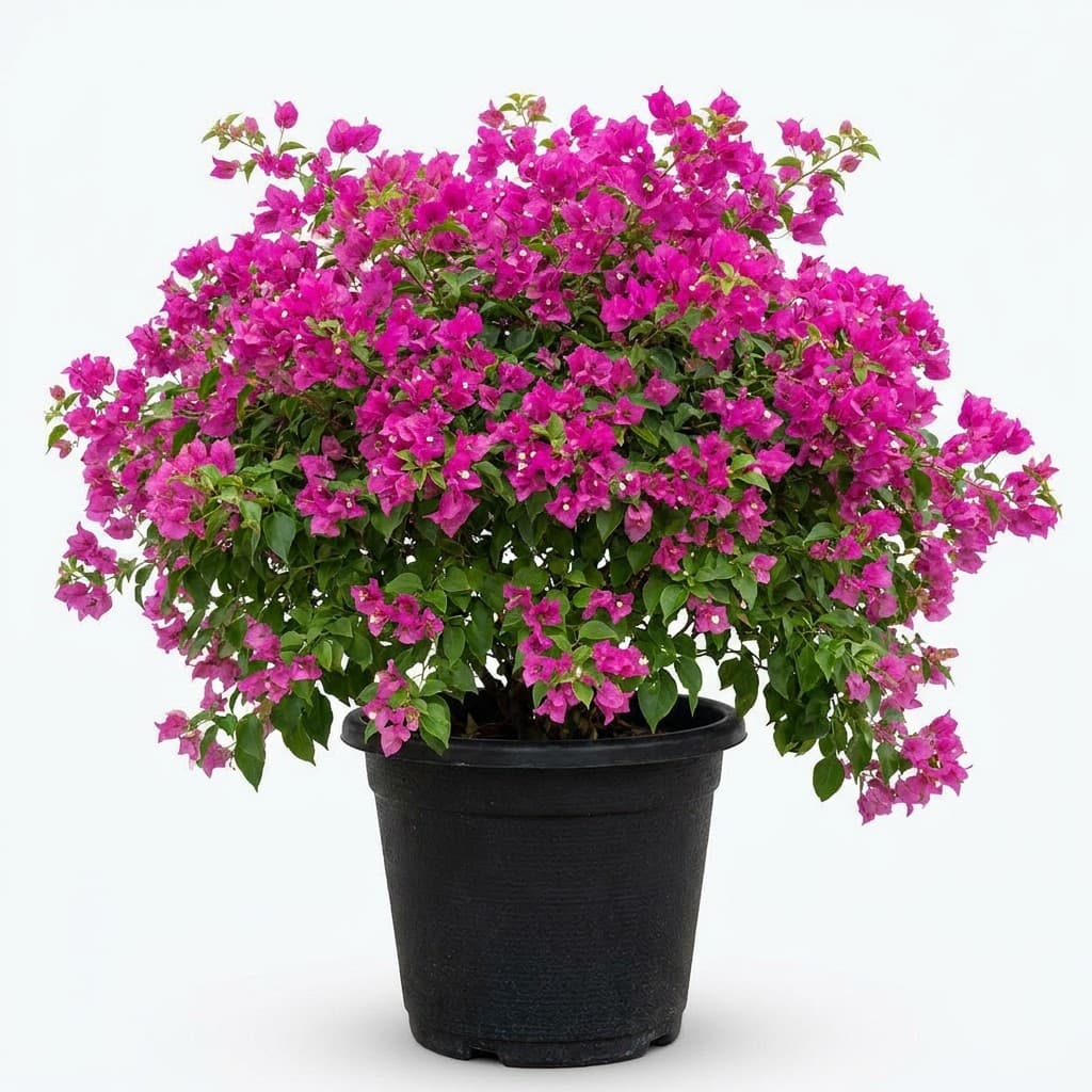 Bougainvillea Bush