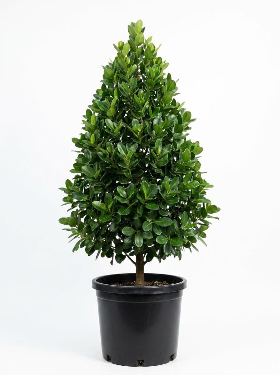Calophyllum Tree