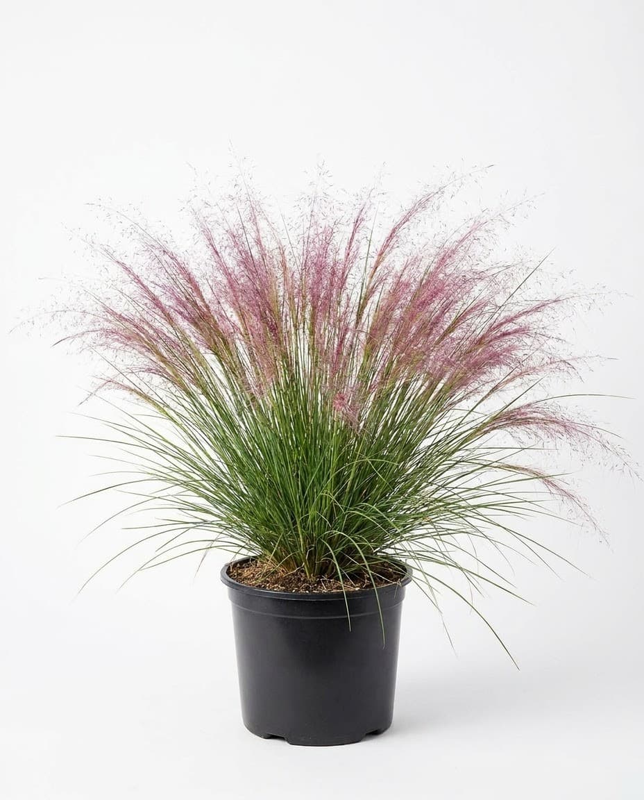 Muhly Grass