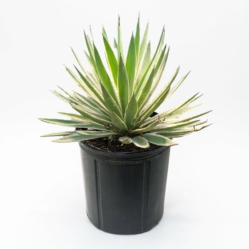 Caribbean Agave