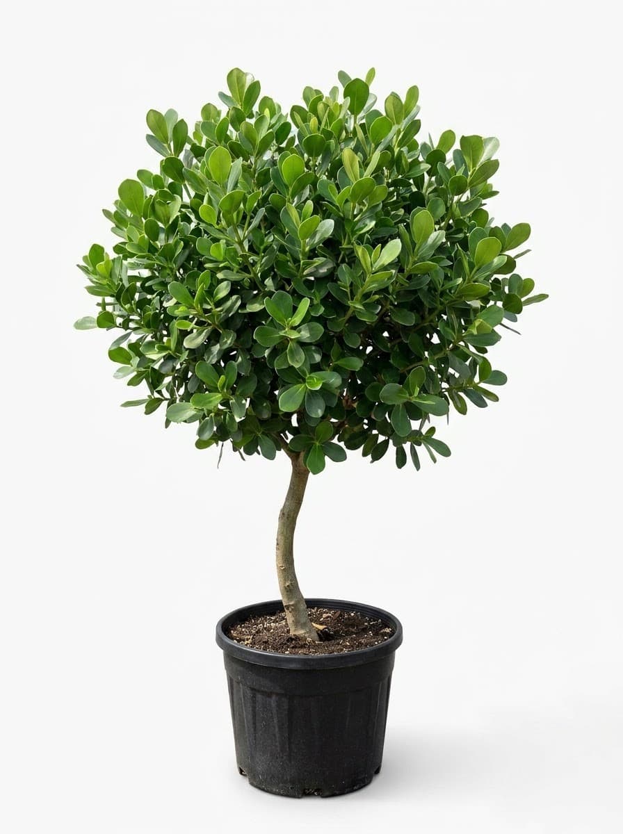 Clusia Tree