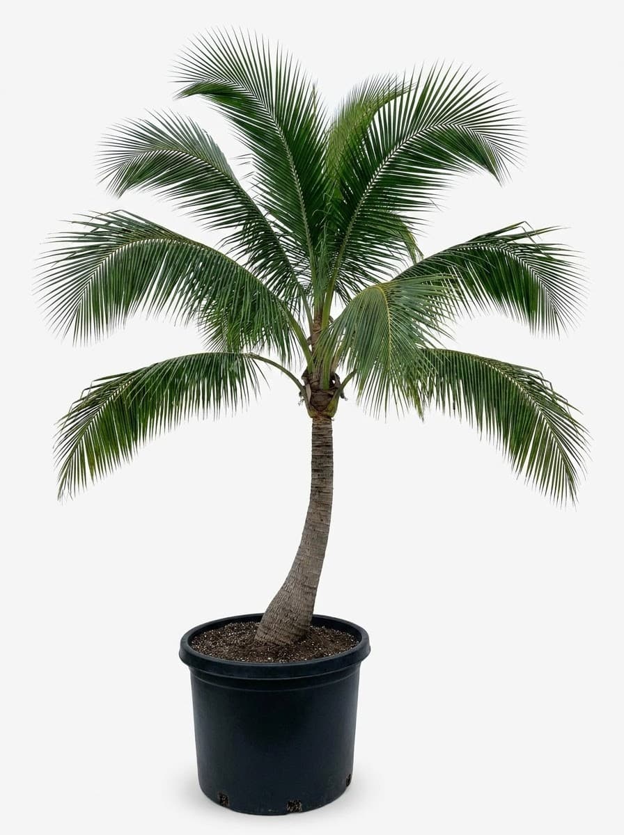 Coconut Palm