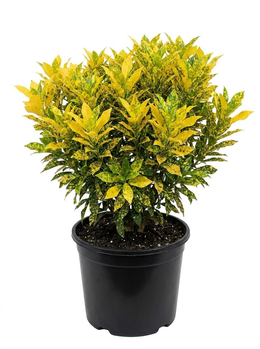 Croton Gold Dust