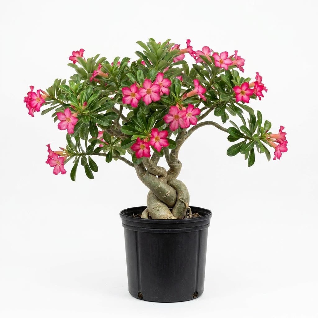 Desert Rose