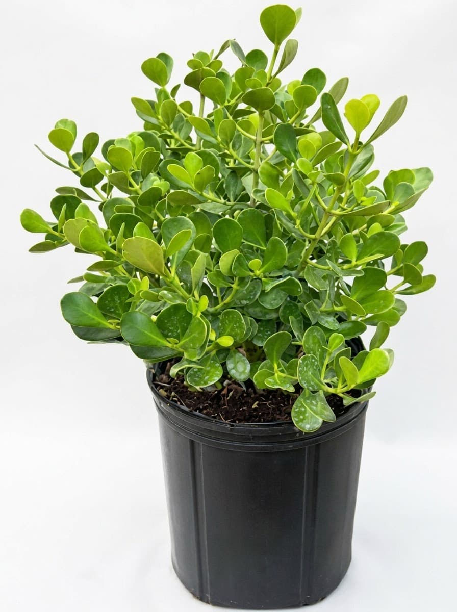 Dwarf Clusia Nana