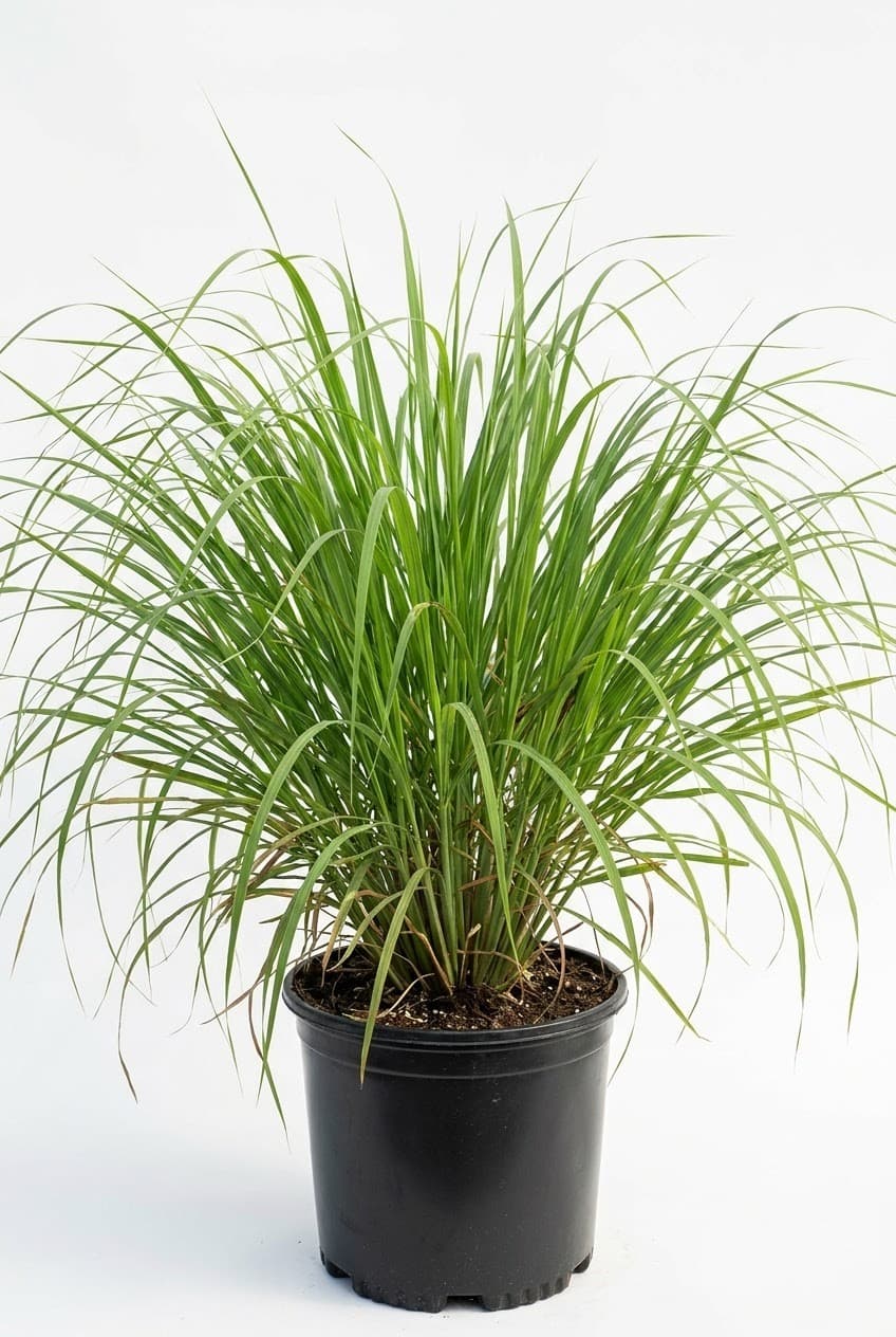 Dwarf Fakahatchee Grass
