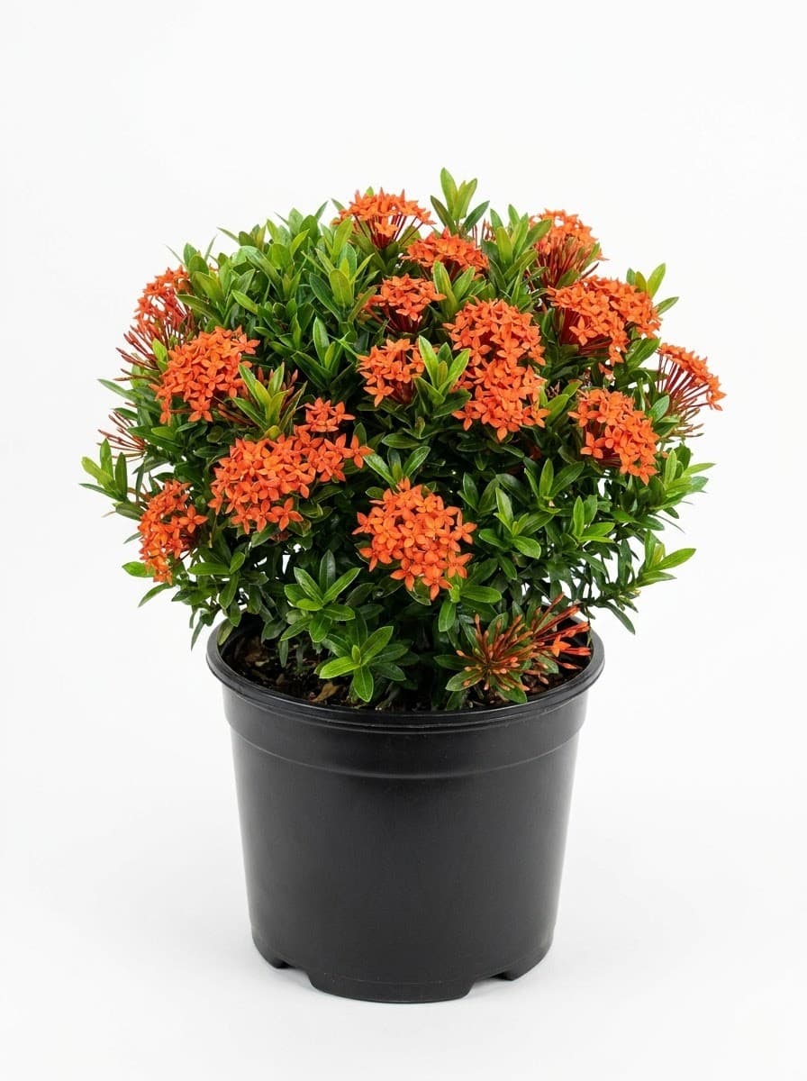 Dwarf Ixora
