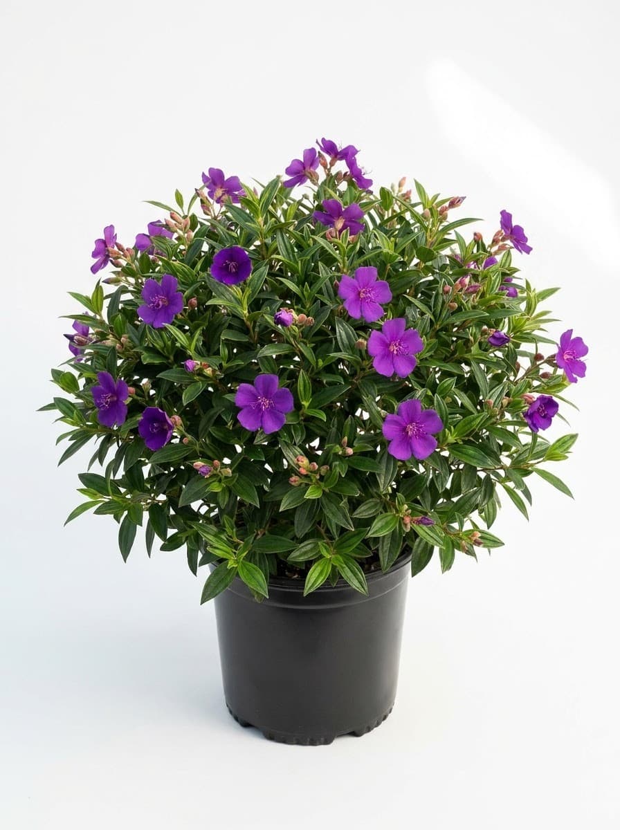 Dwarf Tibouchina