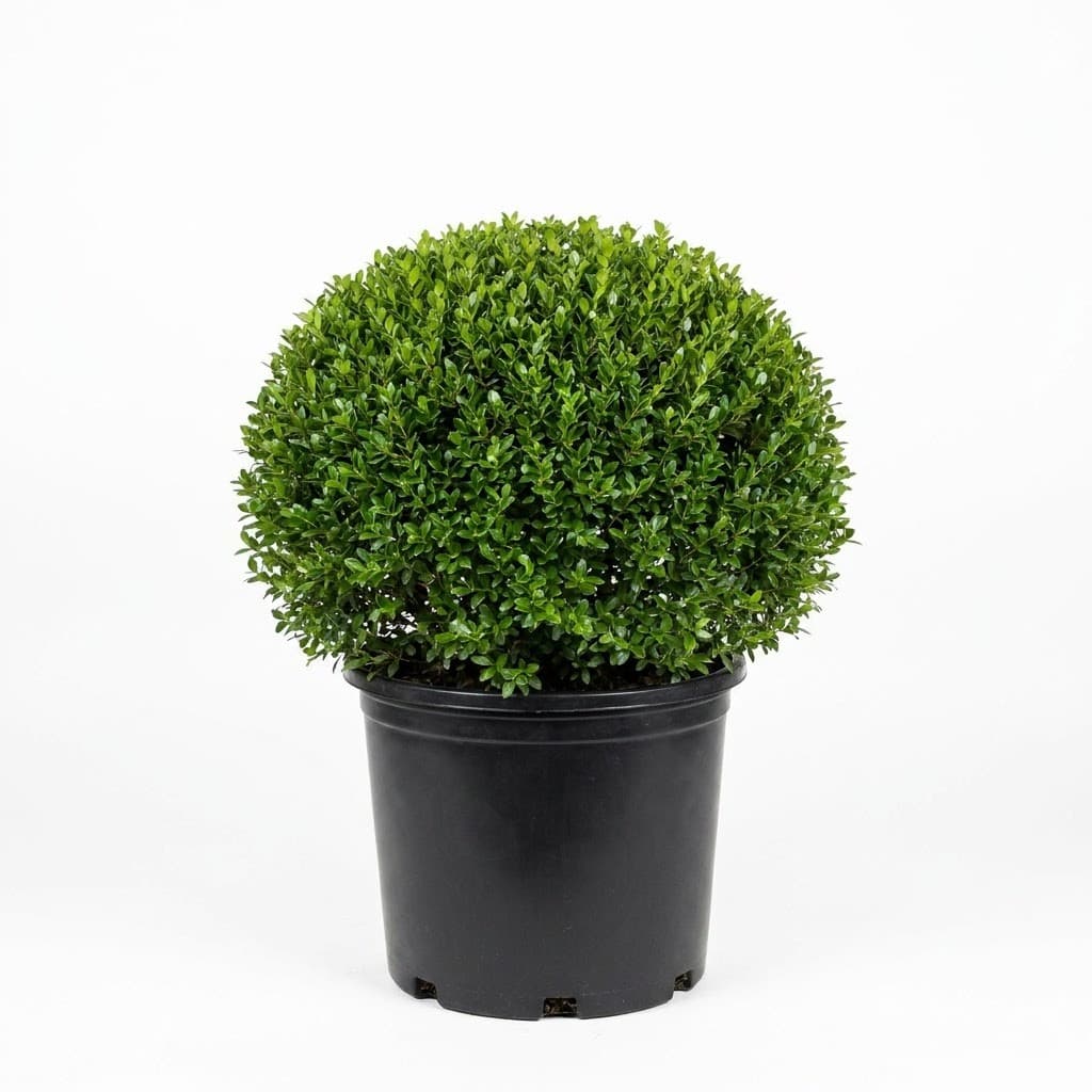 Dwarf Yaupon Holly