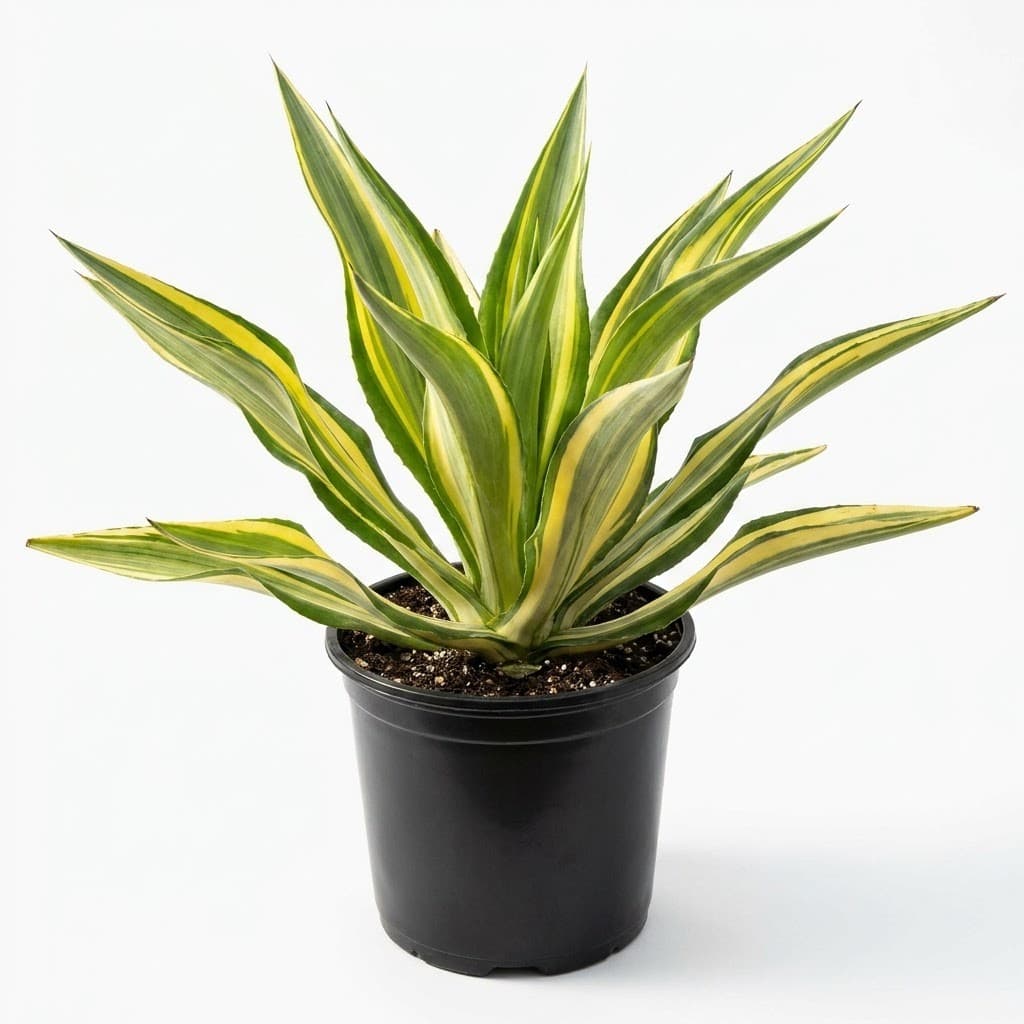 False Agave