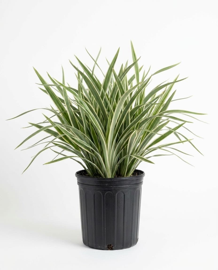 Flax Lily