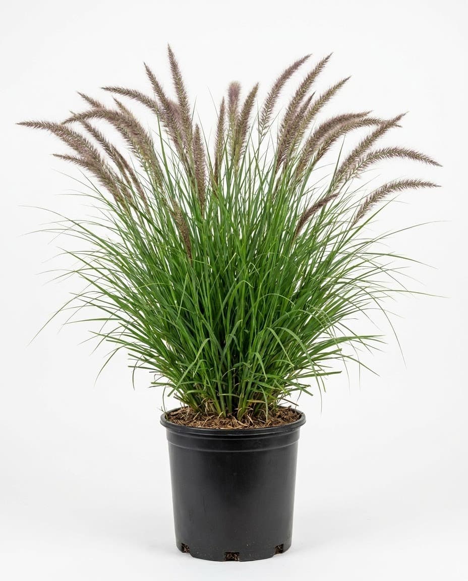 Fountain Grass