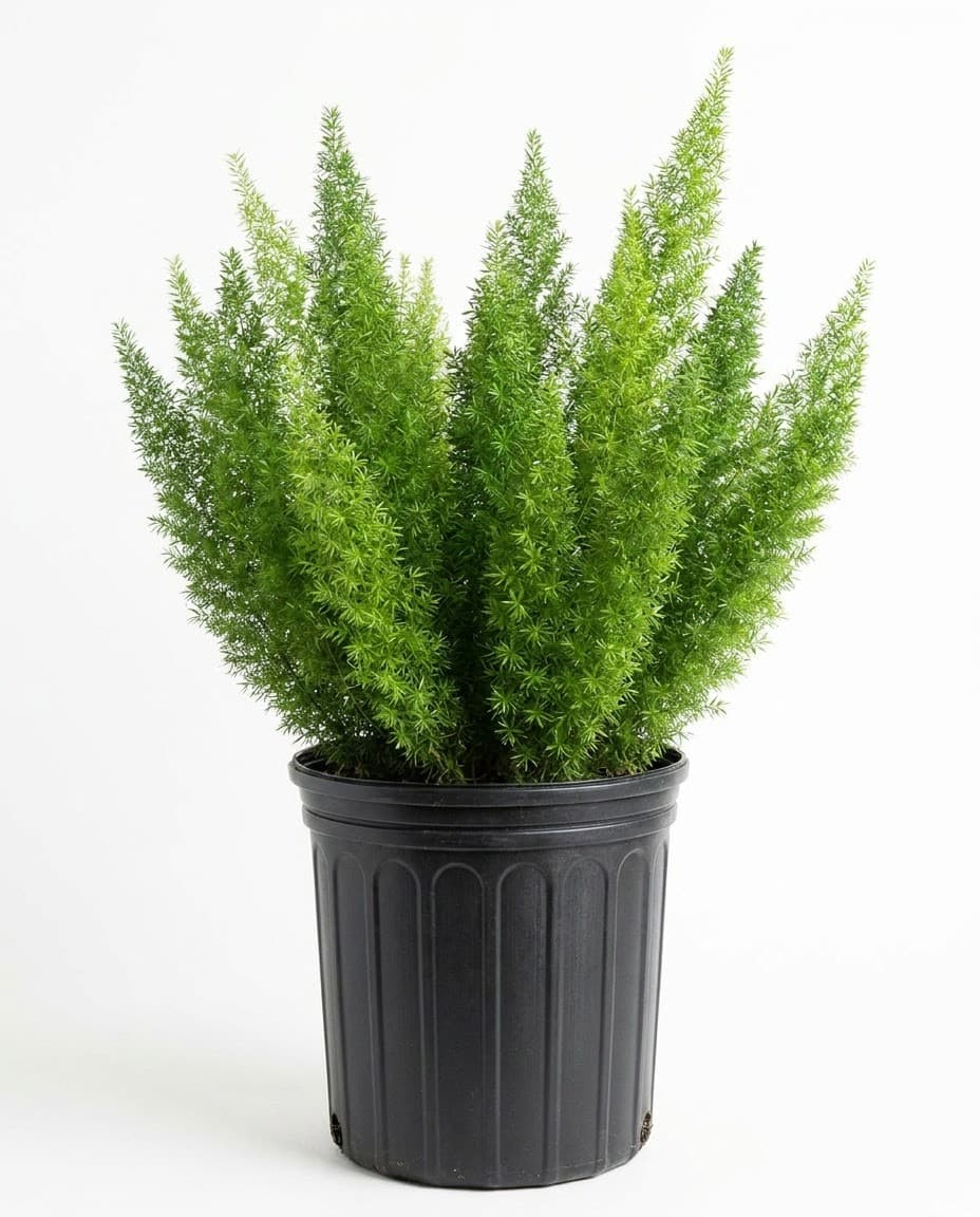 Foxtail Fern