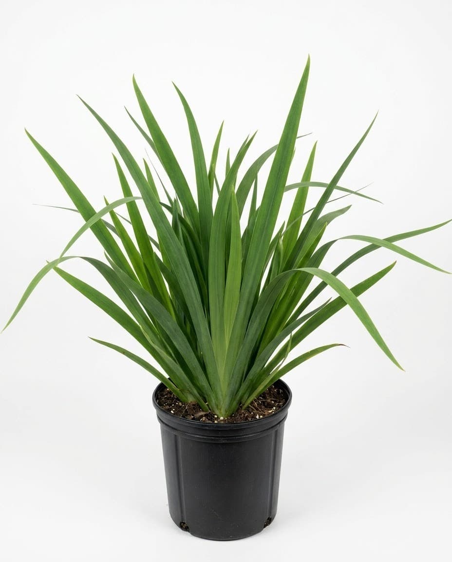 Giant Apostle's Iris