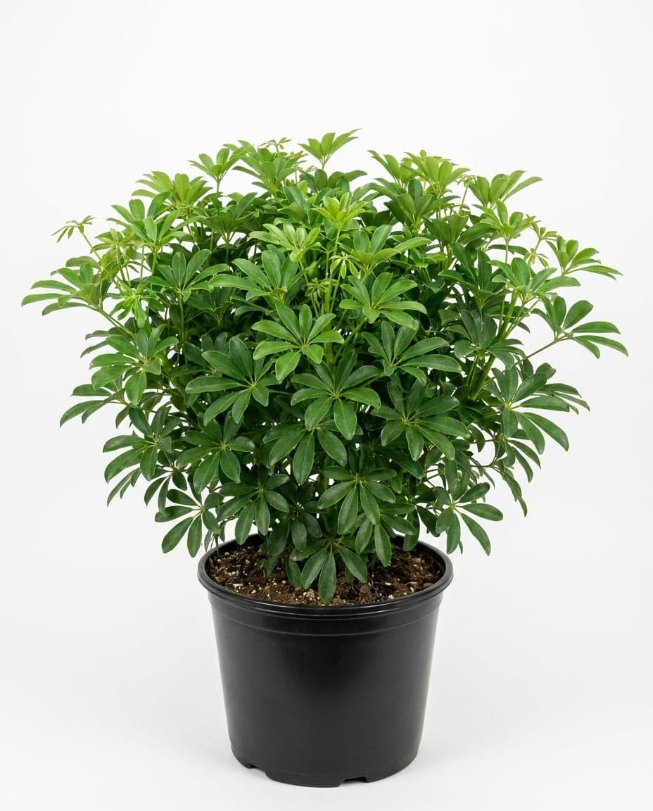 Green Arboricola