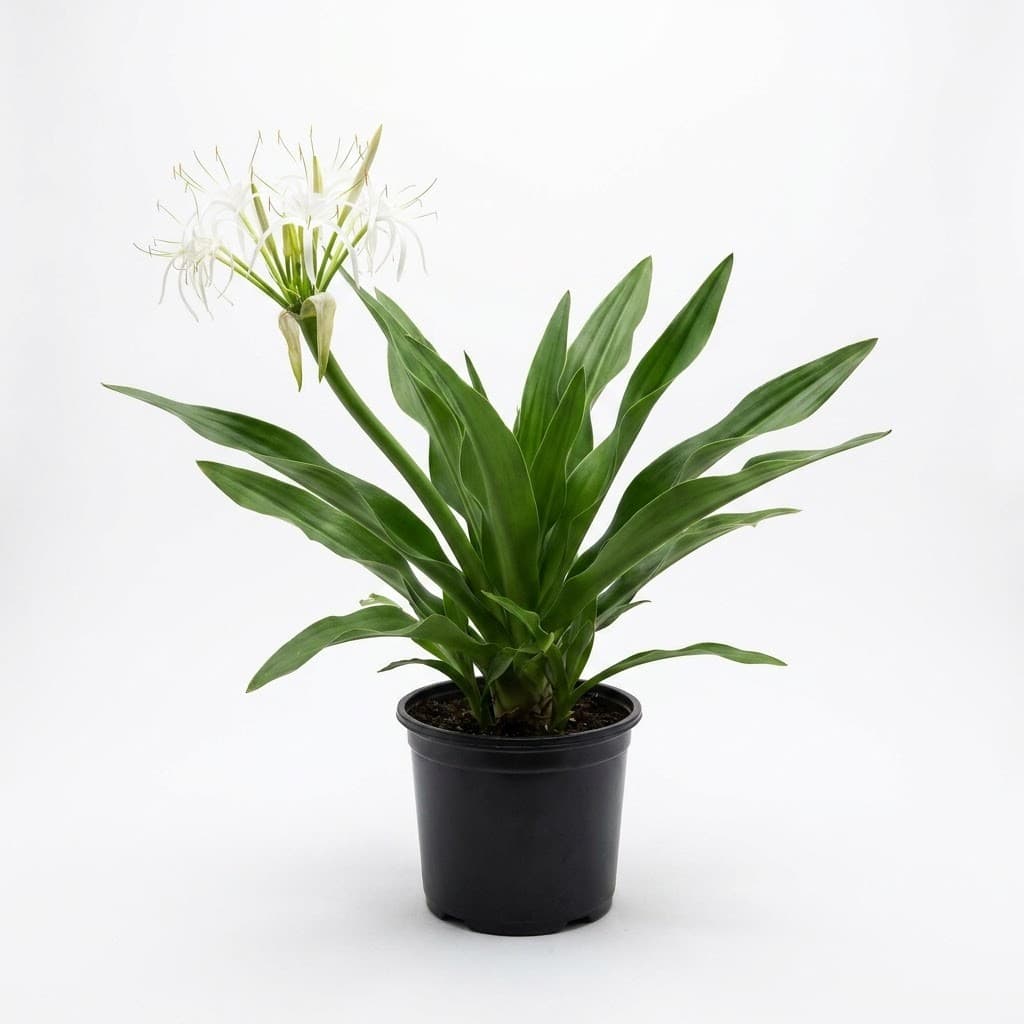Green Crinum Lily