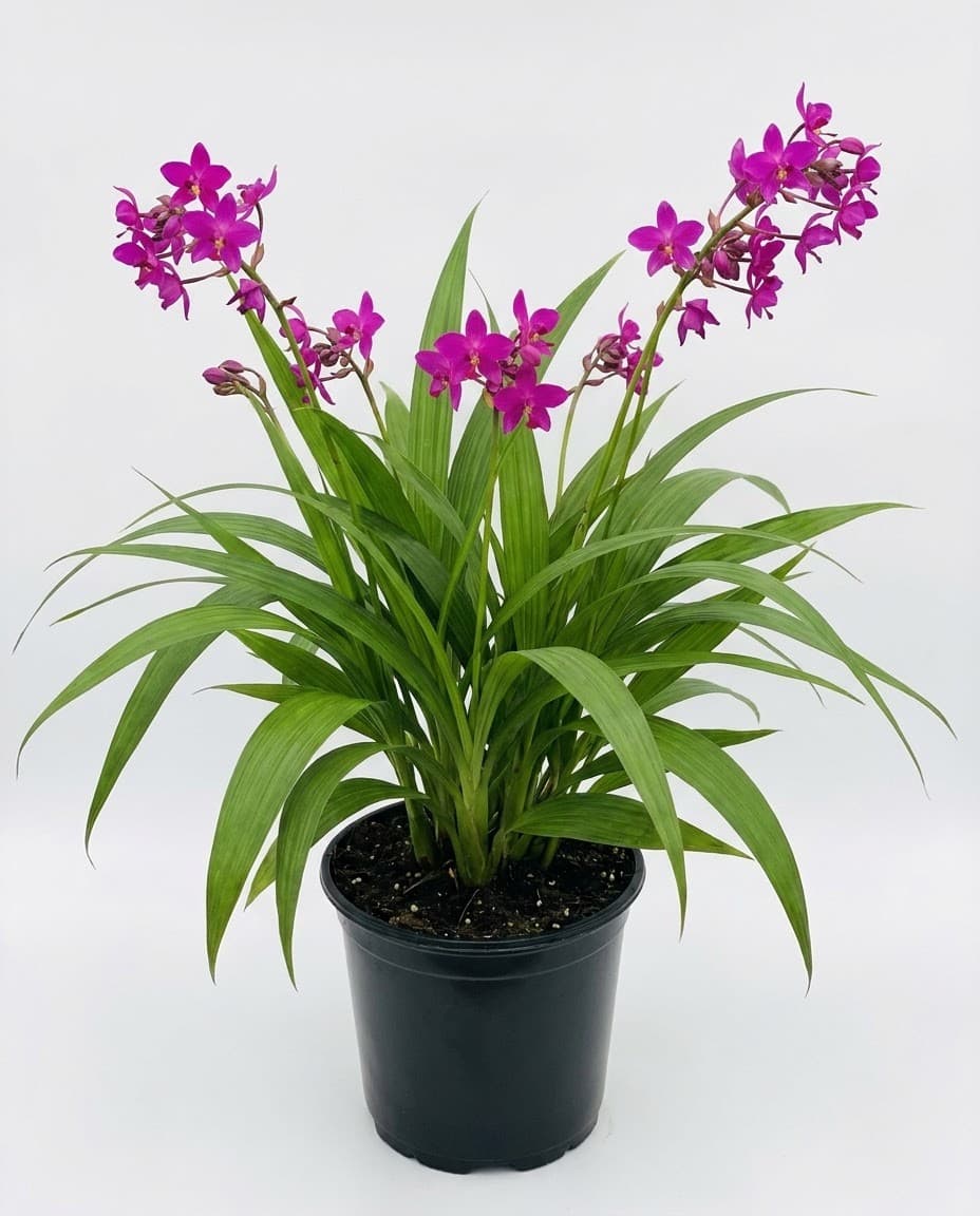 Ground Orchid