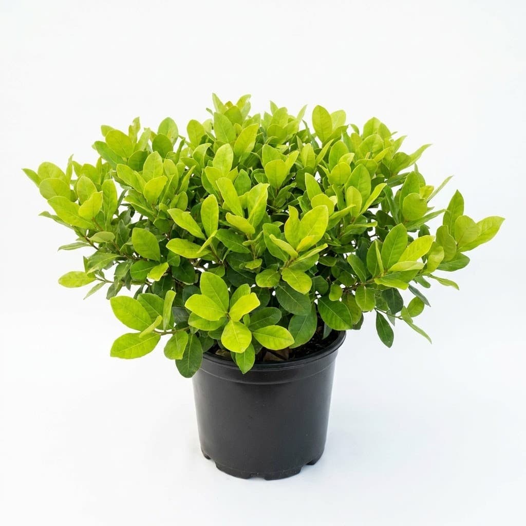 Horizontal Cocoplum