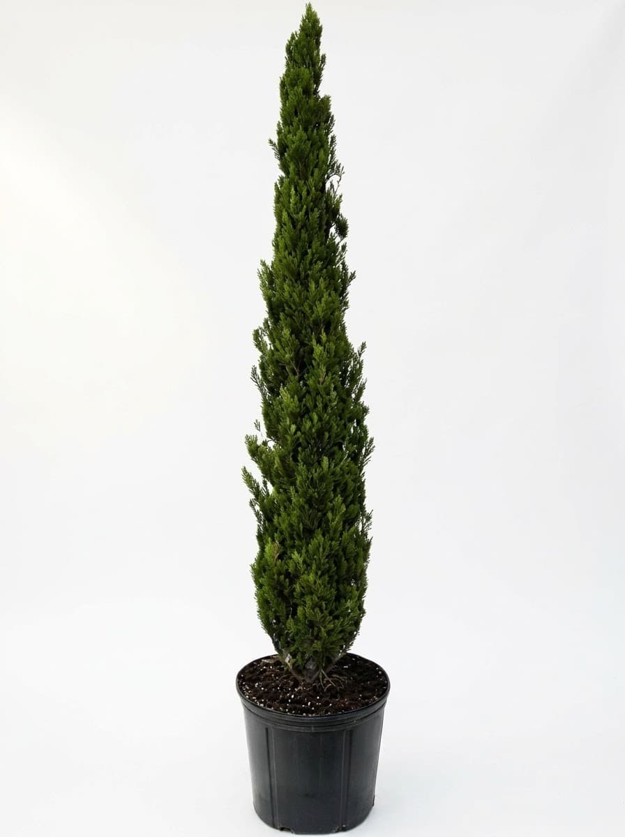 Italian Cypress