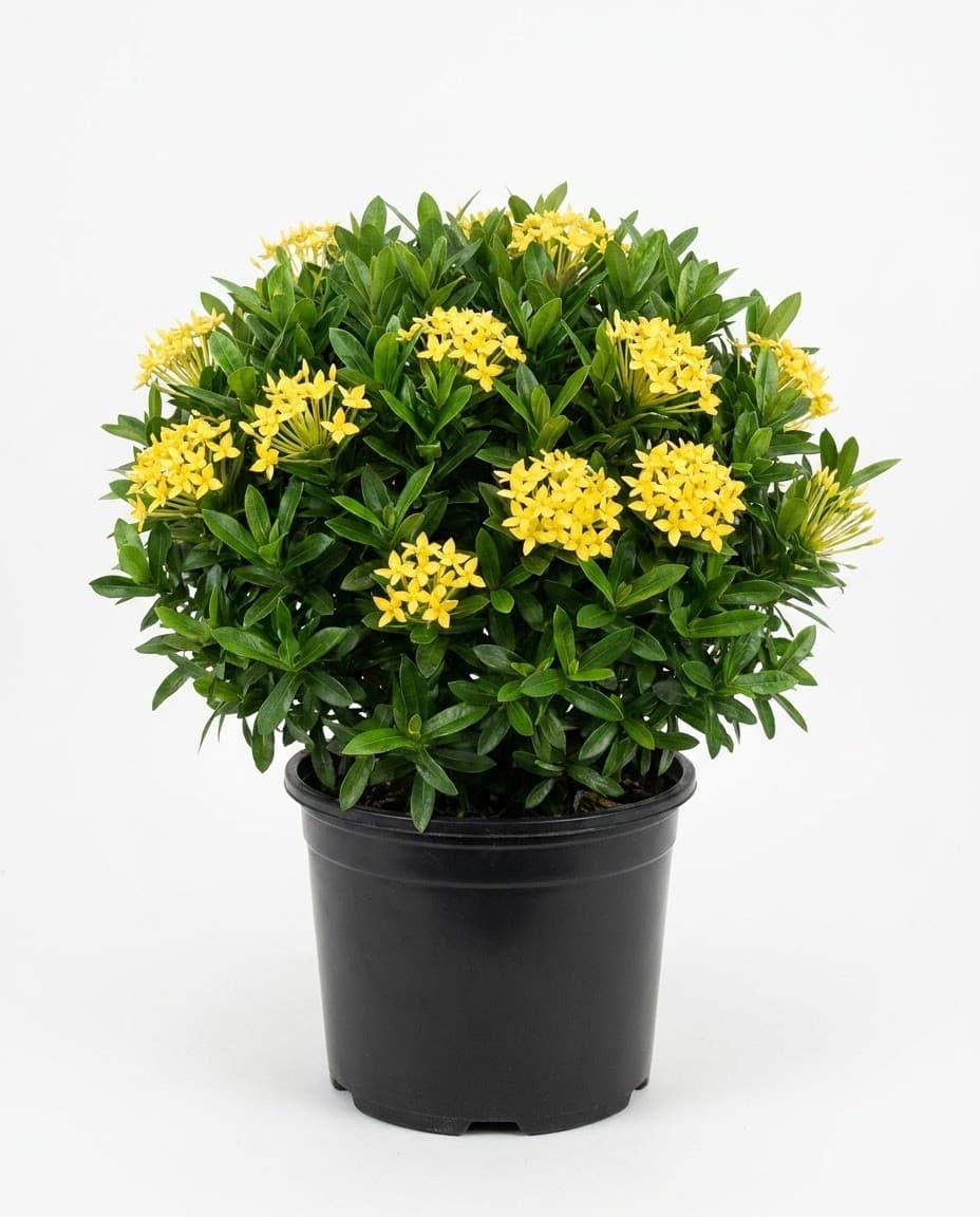 Ixora Maui