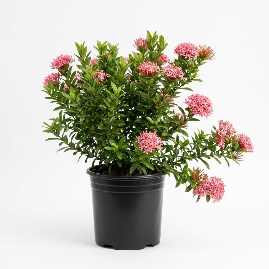 Ixora Nora Grant