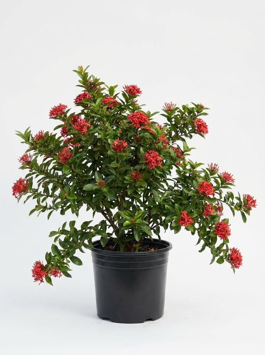 Ixora Taiwanese