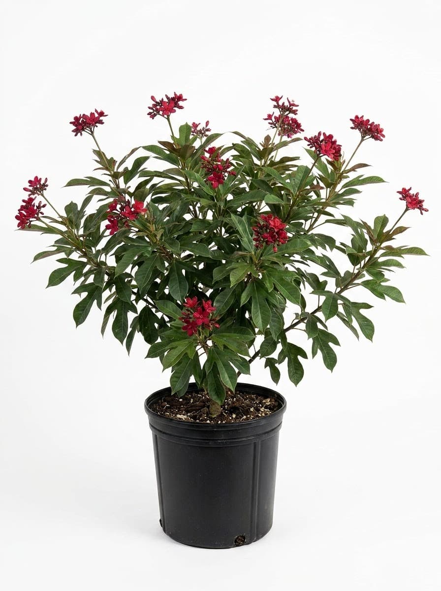 Jatropha Bush