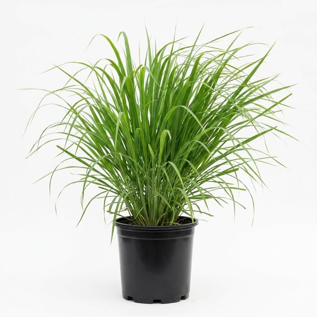 Lemongrass