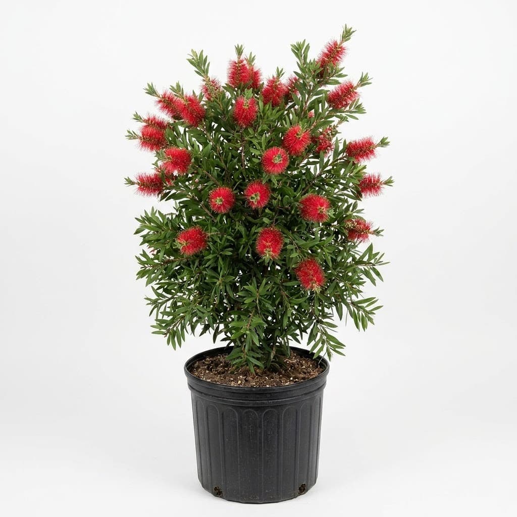 Little John Bottlebrush Standard