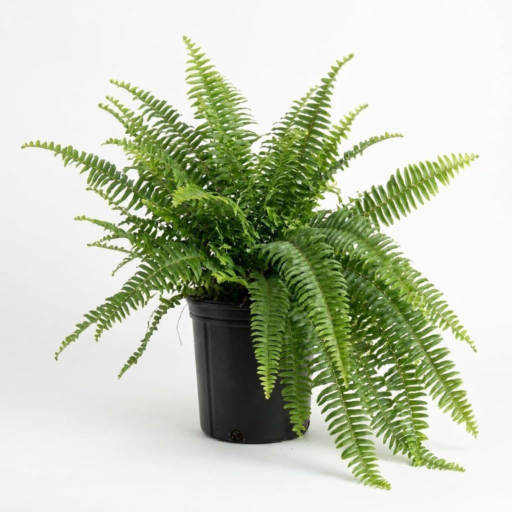 Macho Fern