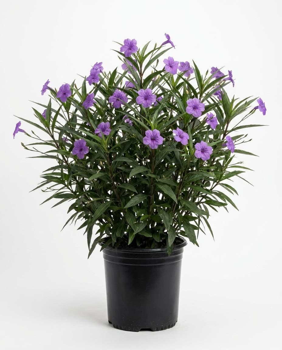 Mexican Petunia
