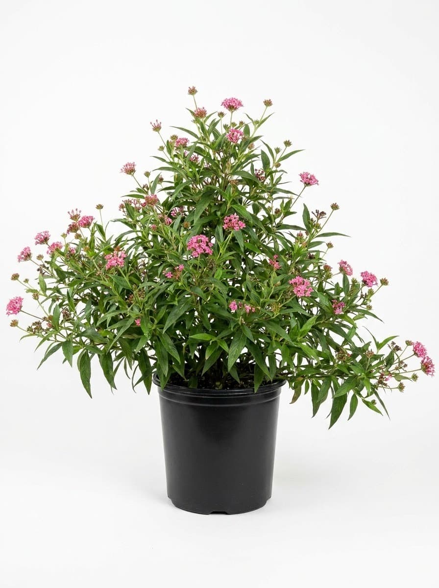 Panama Rose