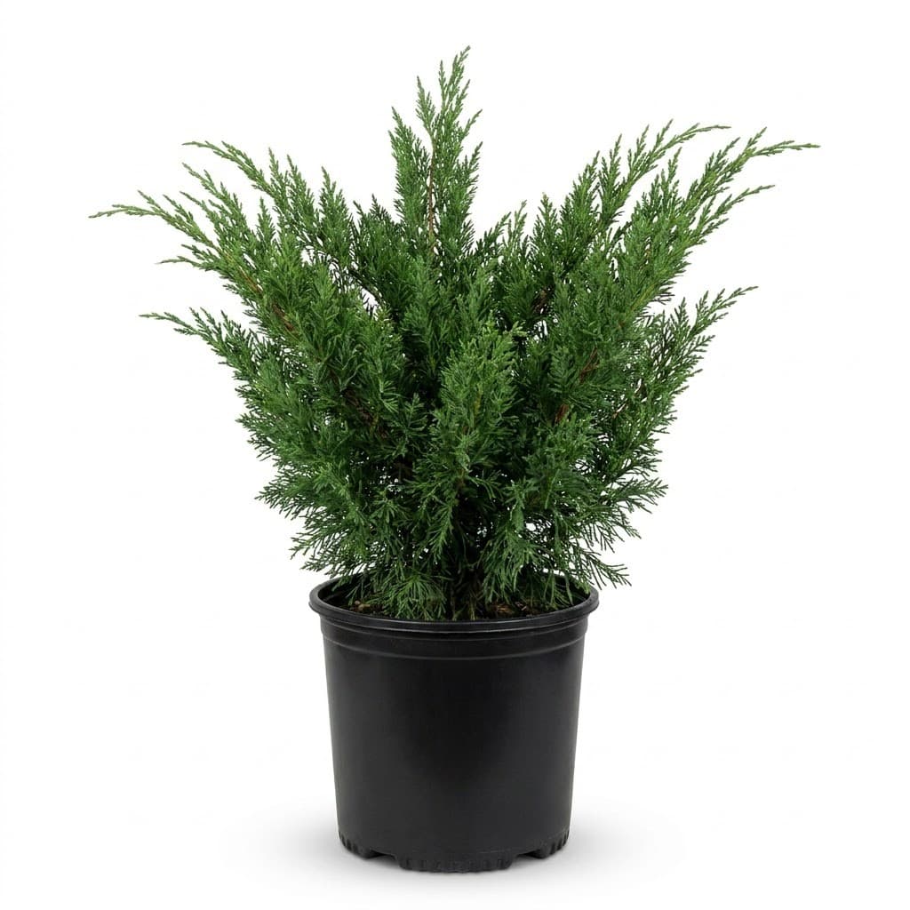 Parson's Juniper