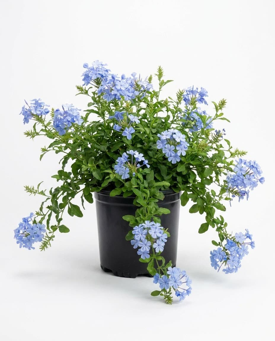 Plumbago