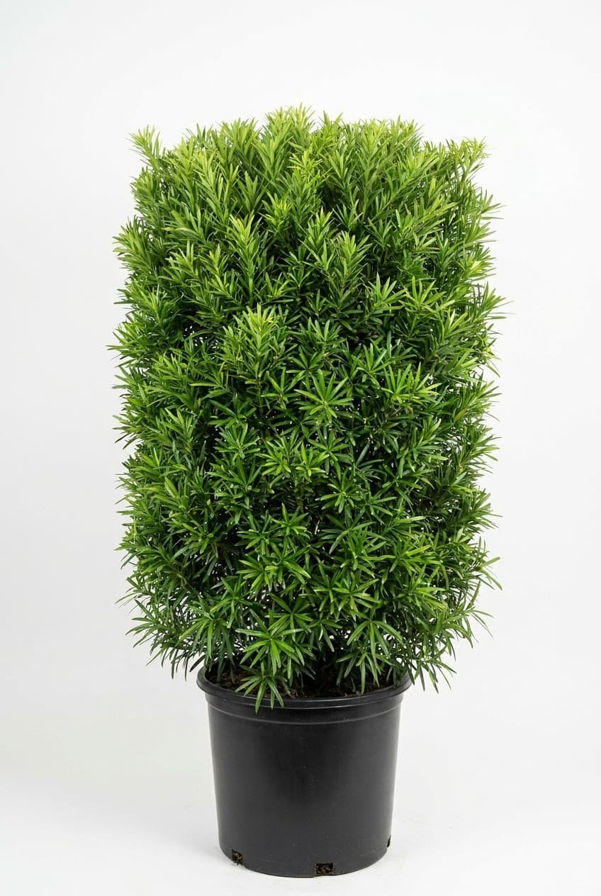 Podocarpus