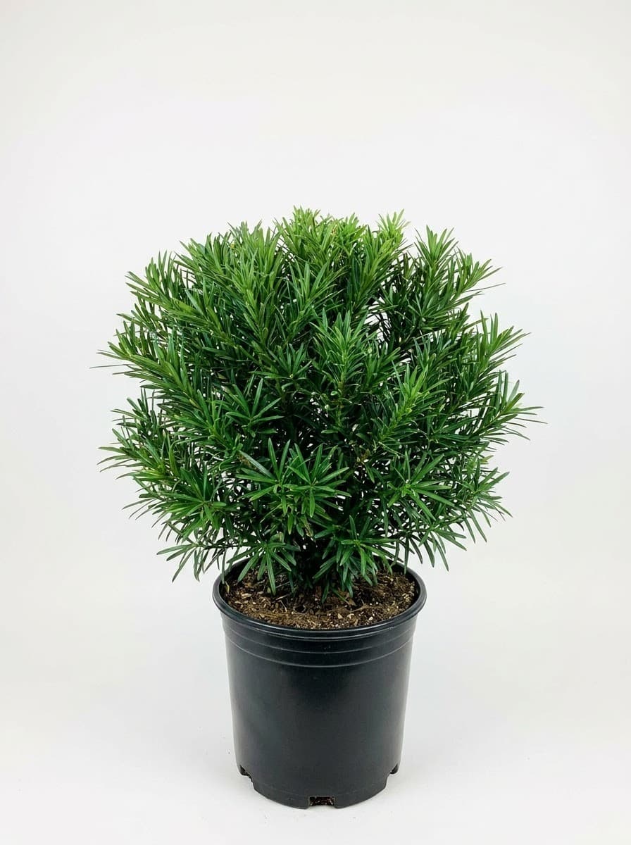 Podocarpus Pringles Dwarf
