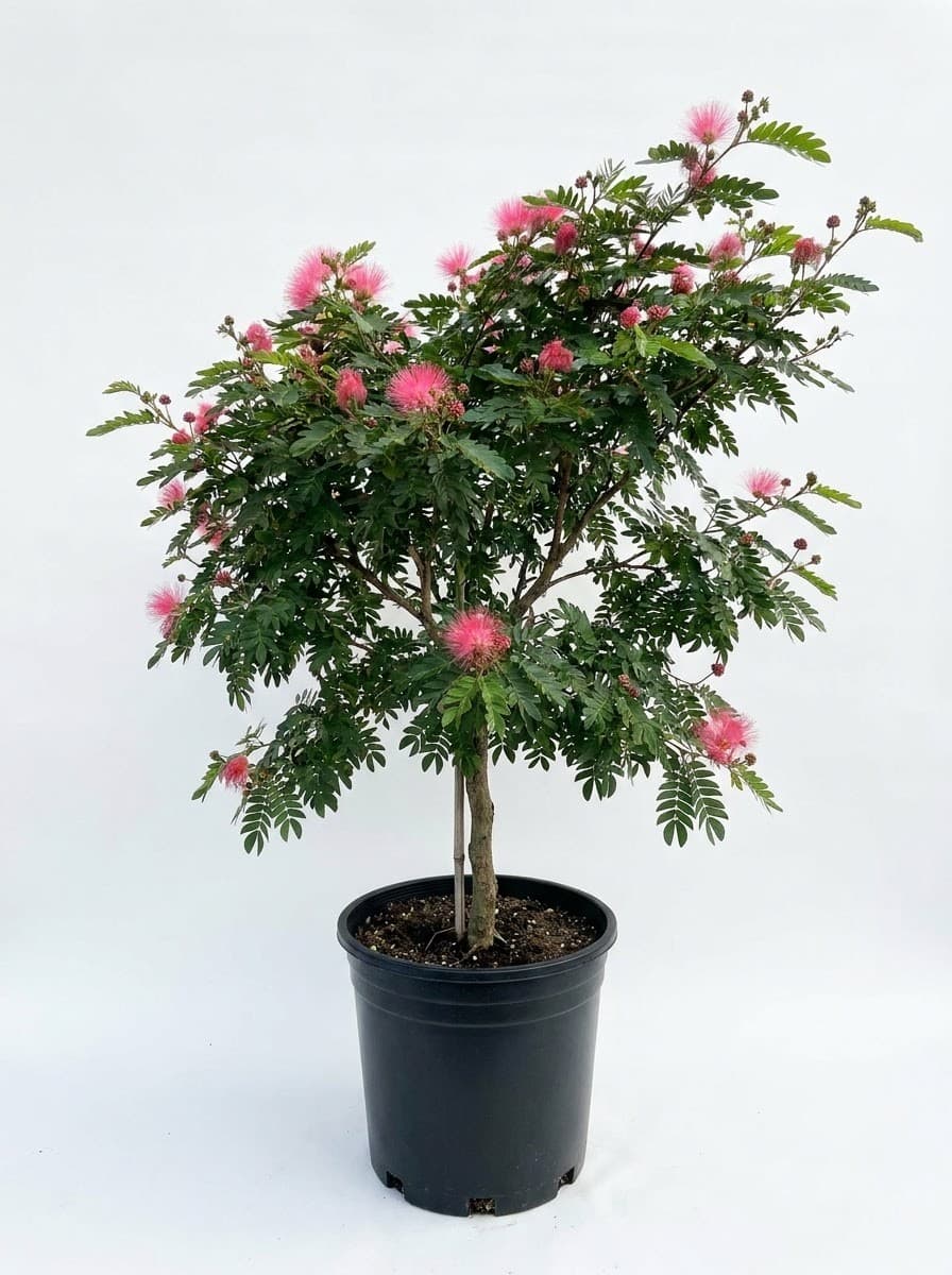 Powderpuff Tree