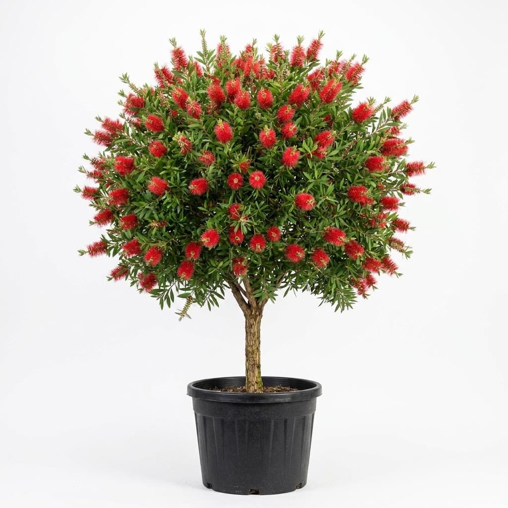 Red Cluster Bottlebrush Standard