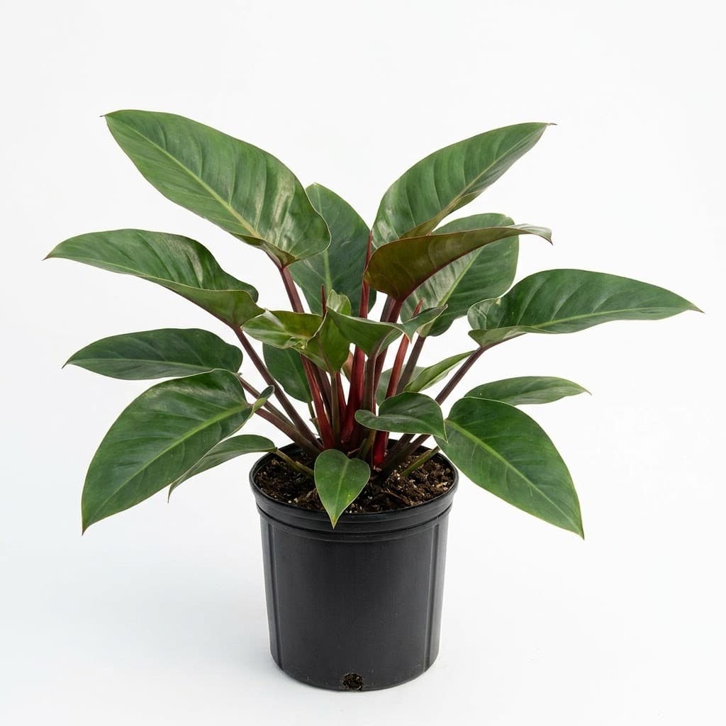 Red Congo