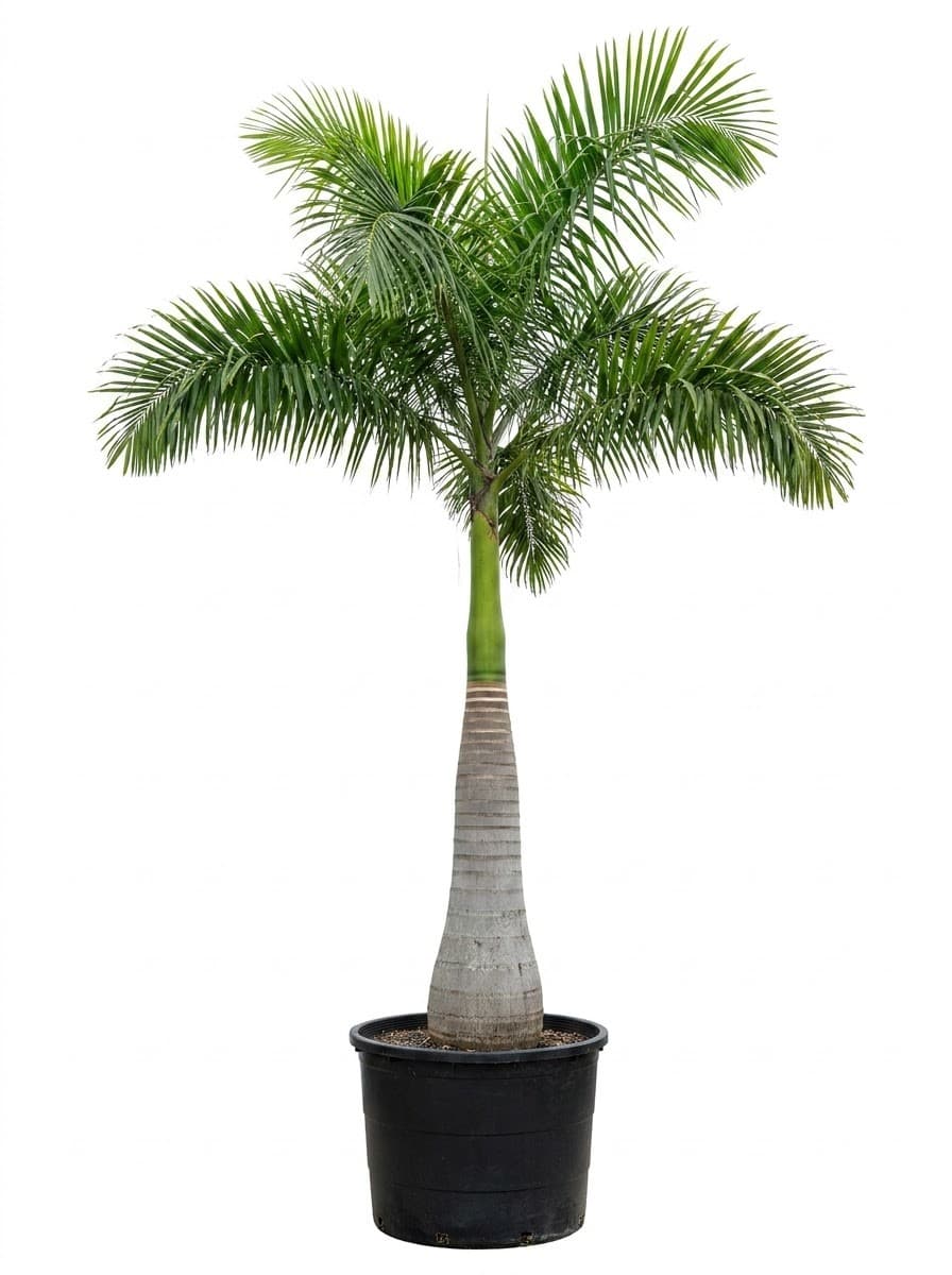 Royal Palm
