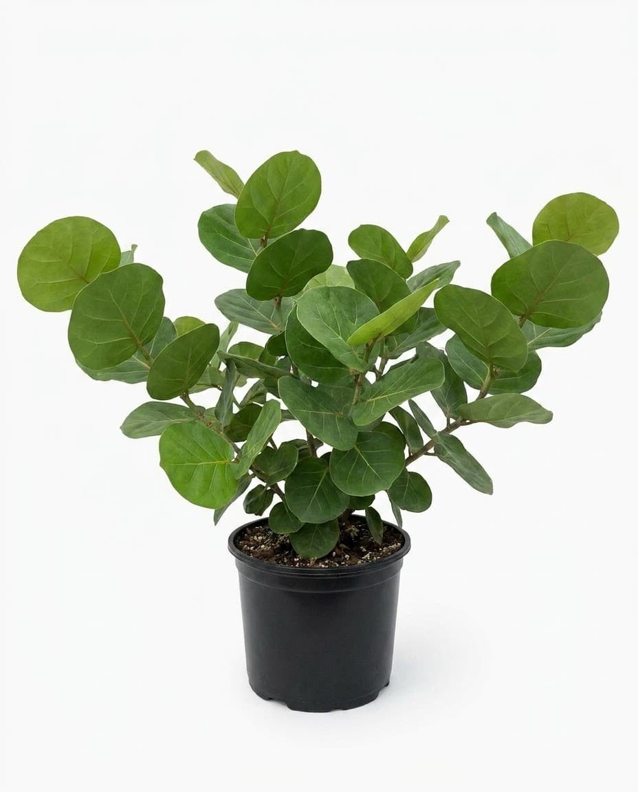 Sea Grape