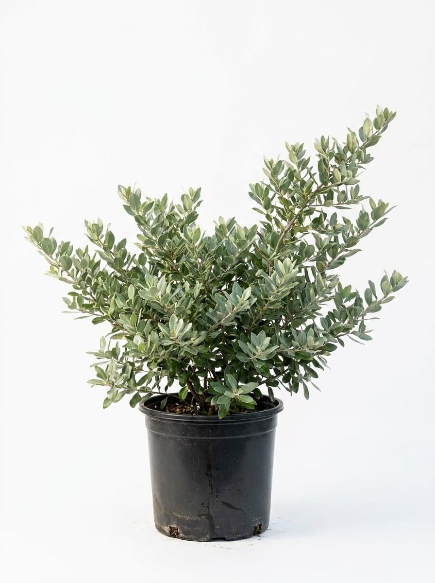 Silver Buttonwood Bush