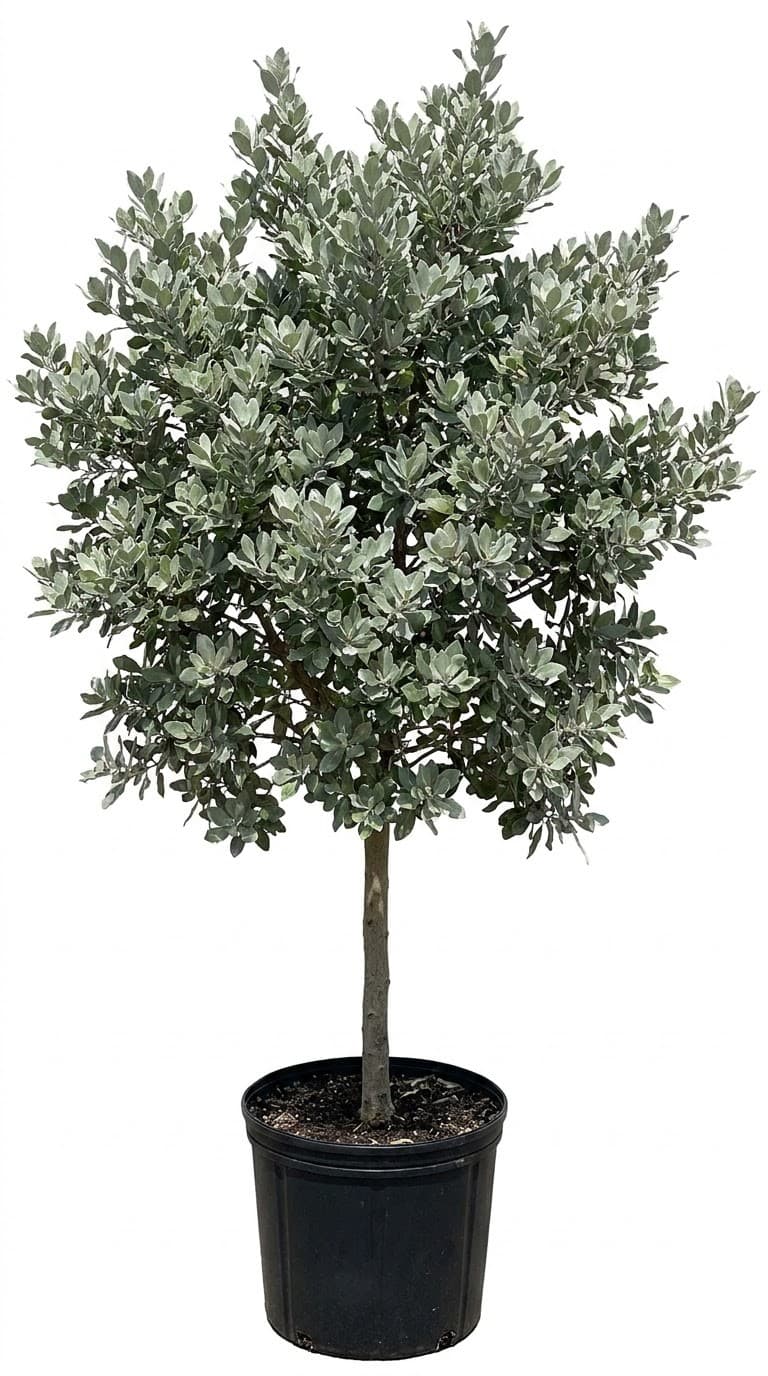 Silver Buttonwood Tree