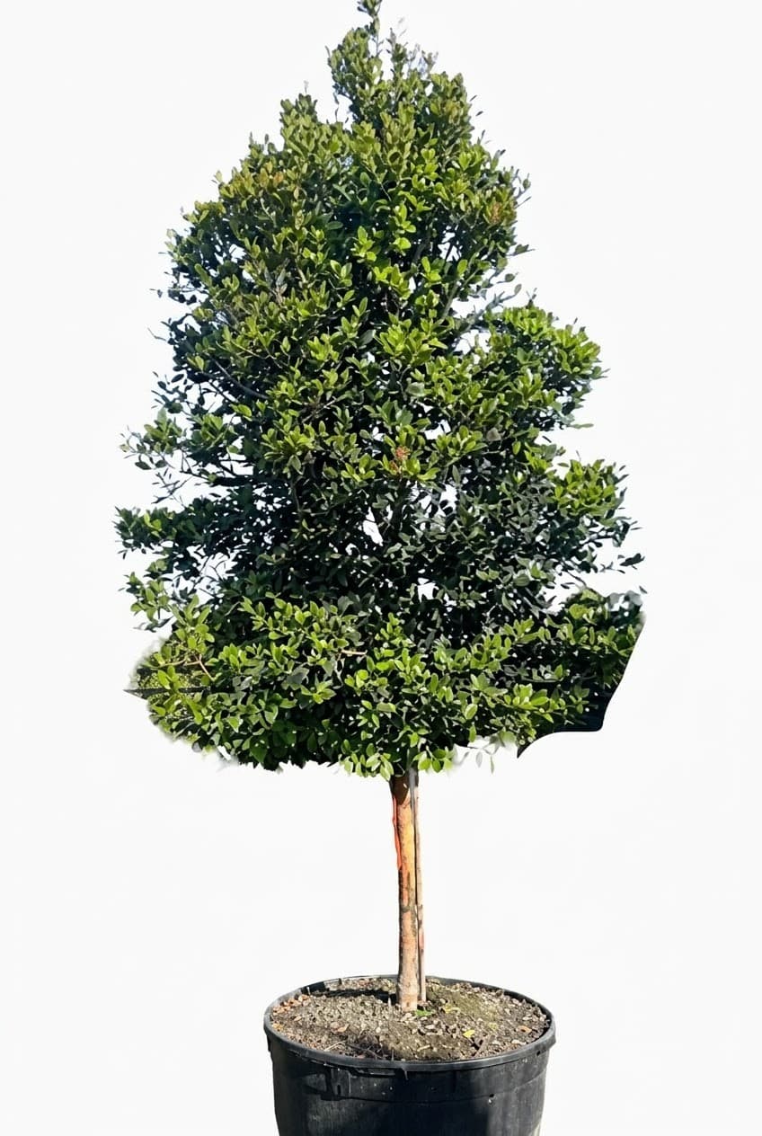 Simpson Stopper Tree
